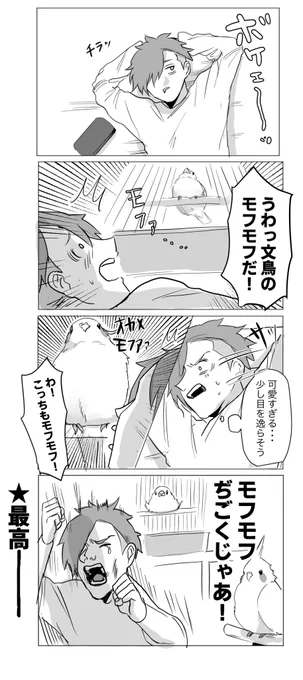 日常 #文鳥 #オカメインコ 