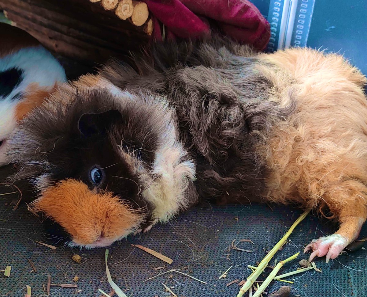 ryuukzy's tweet photo. Okay, finally got to my third girl.
#guineapig #artistsontwitter #commissionsopen https://t.co/gH5uidEm75