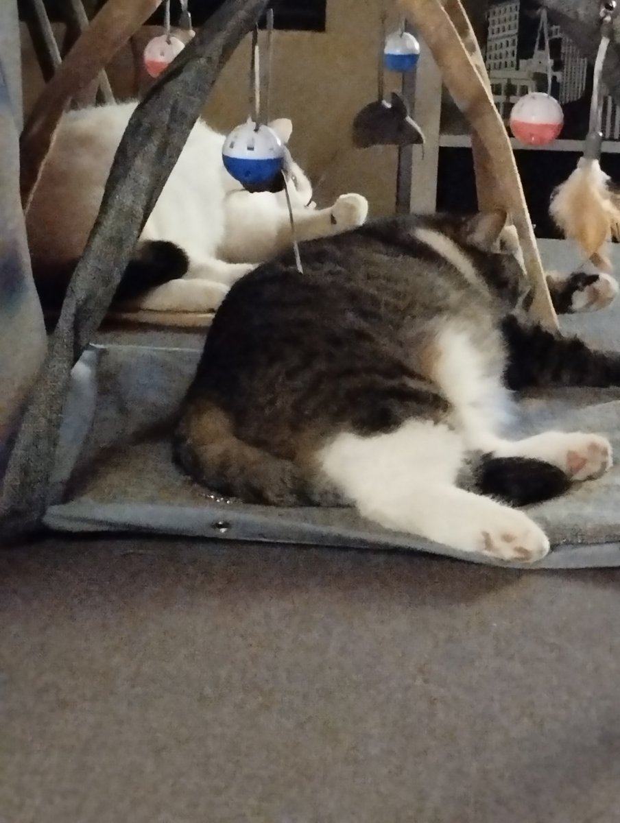 Blueeyesaddict's tweet image. Happy Tuesday, everyone! 😀 Look at this unique capture of our cats #synchrone sleeping for #twoforTuesday Iduna&amp;amp;Jenna never sees to amaze me! #pawsome cuties! #CatsOnTwitter #CalicoCrew #TabbyTroop