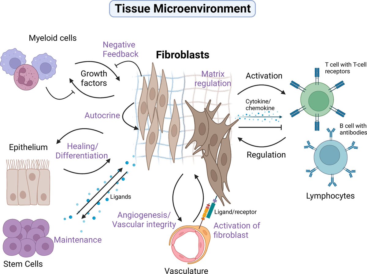 PLOS Biology (@plosbiology) on Twitter photo Fibroblasts were traditionally seen as structural cells, but technological advances have revealed important roles in immune function. <a href="/arthritisbham/">Christopher Buckley</a> <a href="/ColesBuckleyLab/">Mark Coles</a> &co from <a href="/KirOxford/">Kennedy Institute of Rheumatology</a> look at why #fibroblasts matters for health and disease. #PLOSBiology
plos.io/3JI5Cwp Fibroblasts were traditionally seen as structural cells, but technological advances have revealed important roles in immune function. <a href="/arthritisbham/">Christopher Buckley</a> <a href="/ColesBuckleyLab/">Mark Coles</a> &co from <a href="/KirOxford/">Kennedy Institute of Rheumatology</a> look at why #fibroblasts matters for health and disease. #PLOSBiology
plos.io/3JI5Cwp