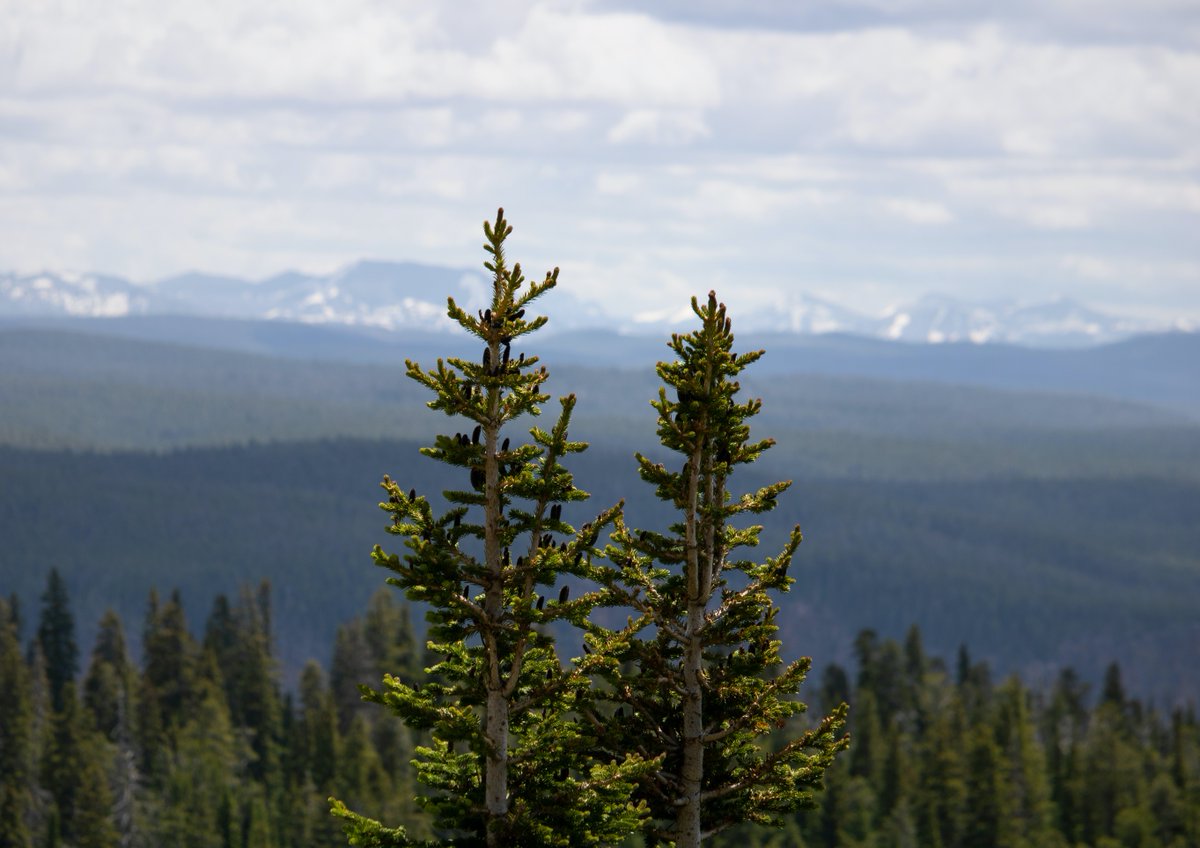 HuntonFiber's tweet photo. Vi i Hunton produserer trefiber av granflis som kommer fra et PEFC™-sertifisert skogsbruk. Det vil si at alt treverket vi kjøper kommer fra miljøsertifisert skog med gjenplantingsprogram🌲 På denne måten føres naturens eget kretsløp videre💚🎉
#PEFC #skog #gran #HUNTON https://t.co/4JlgzntsS9