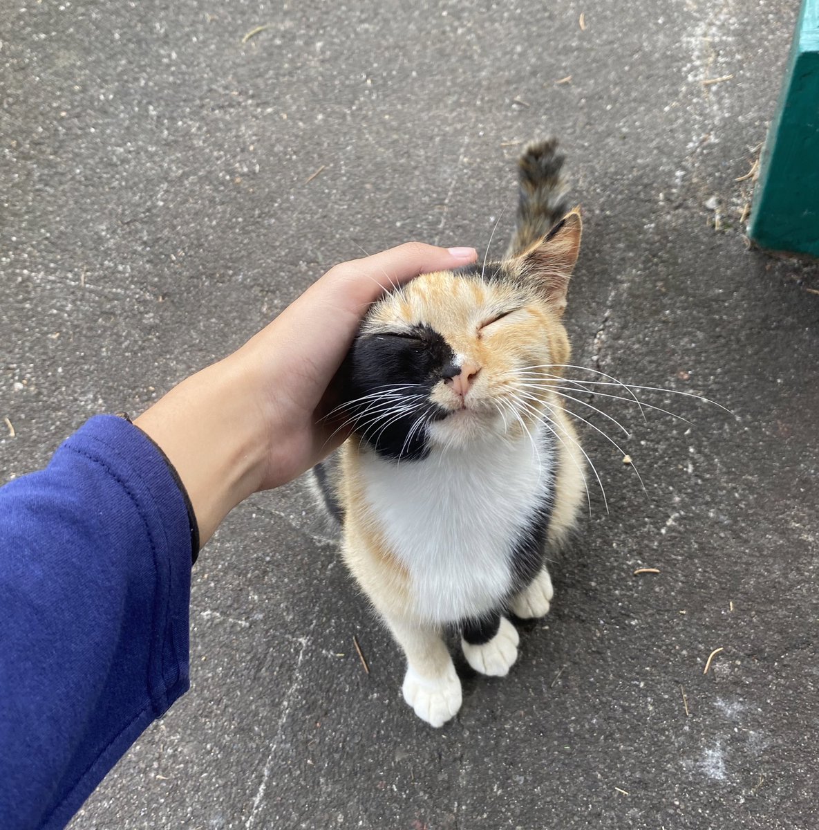 kochengfs's tweet image. Mau liat foto 🐈 yg kalian temuin di jalan juga dong