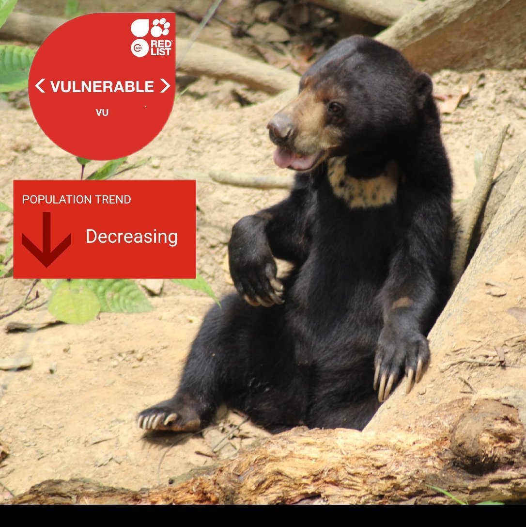 Sun Bears UK tweet media