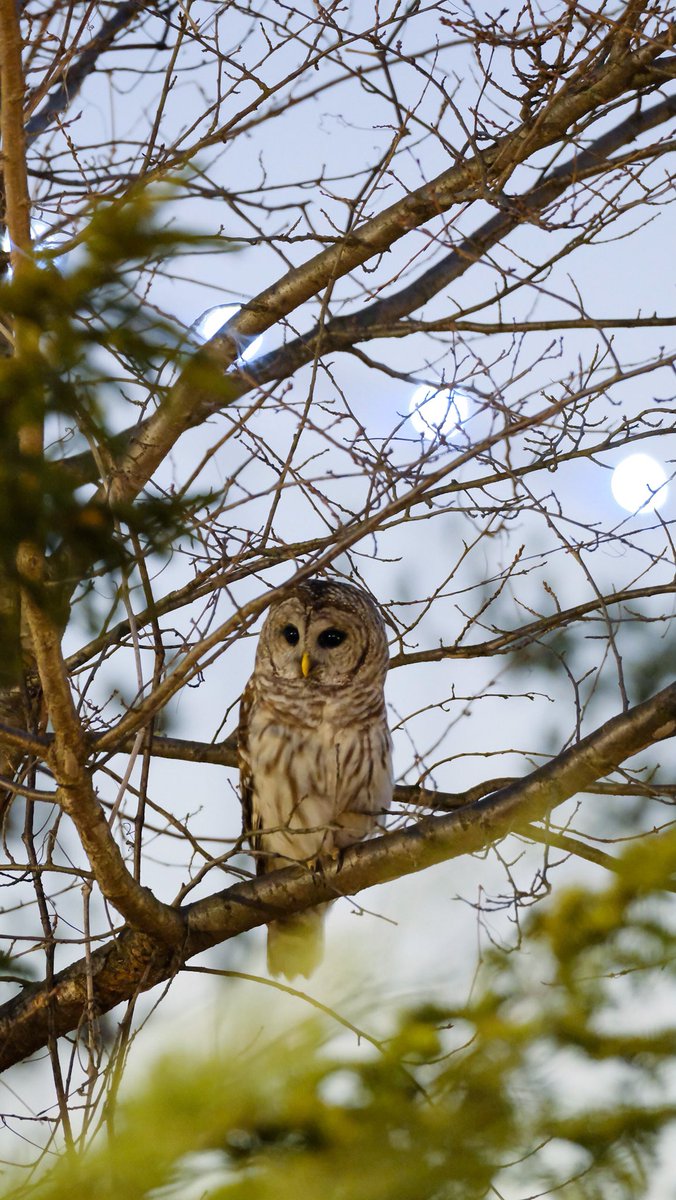 Barred owl 2/5/23
Fort Tryon park 
LTE 
#barredowl #BirdsSeenIn2023 #birdsofprey #fortryonpark #birdcpp