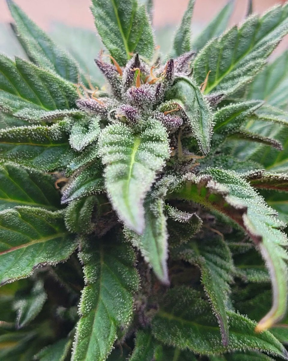KannabiaSeeds's tweet photo. 📷 KRITIC AUTO by #KannabiaSeeds🌱 @IntKannabia
@Kannabia_Samen @Kannabia_US
📸 Gracias a la amiga #kannabista @Sophie_MJ 🙏💯😍🧡💚
ℹ️ #KriticAuto #collectionseeds ➡️ https://t.co/ryjOalgWrh
#Autoflower 🌻
Critical x Ruderalis
Indica dominant
#cannabisculture
#CannabisCommunity https://t.co/pwQzXNcEsi
