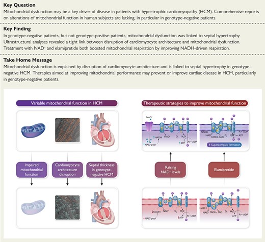 ehj_ed's tweet photo. Mitochondrial dysfunction in human hypertrophic cardiomyopathy. New translational research published in the Journal. 
https://t.co/ZlmyqA5Fks
#genomic #mitochondrium #HCM #cardiotwitter @ESC_Journals @escardio https://t.co/iE2c8d344d