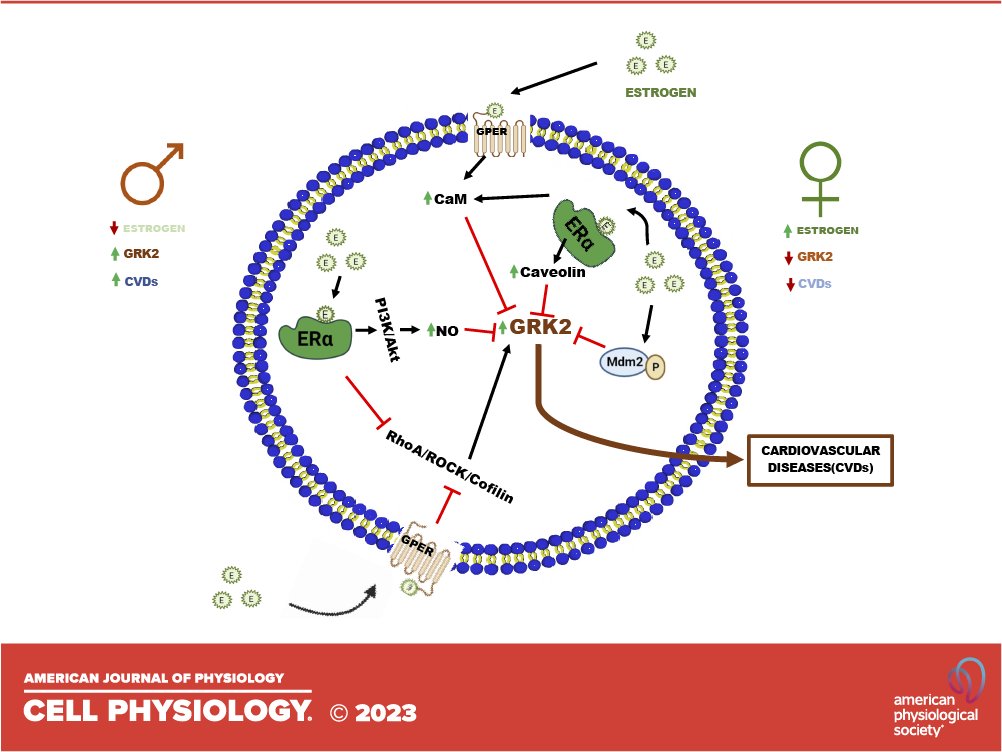 APSPublications's tweet photo. Gender differences in #GRK2 in #cardiovascular diseases and its interactions with #estrogen (Fu et al.) - new review in @AJPCell's Advances in GPCRs: Structure, Mechanisms, Disease, and Pharmacology collection  

https://t.co/dp9sseyYzs

#cardiovasculardiseases #GPCR https://t.co/sTa4uxeMpH