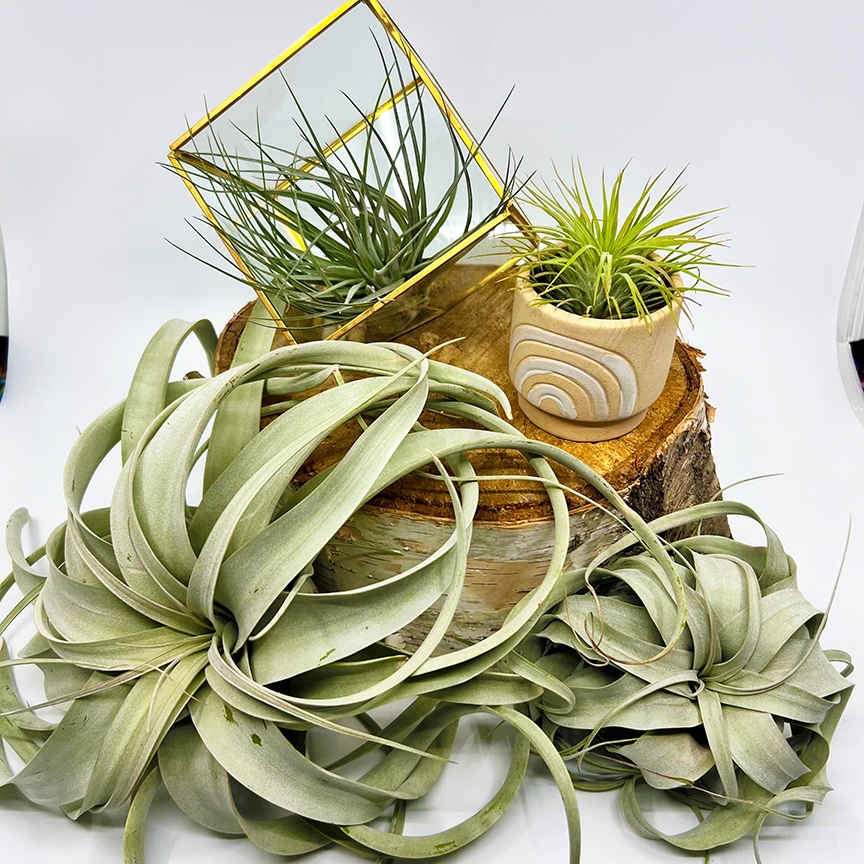 Tillandsia Tuesday is my favorite day!! Come in & get 10% off all air plants! 🌱
#tillandsia #airplant # airplantlove #airplantlover #tillandsialover #plantsmakepeoplehappy #botanical #plantshop #austintexas #localbusiness #local #smallbusiness #supportlocalbusiness #supportlocal