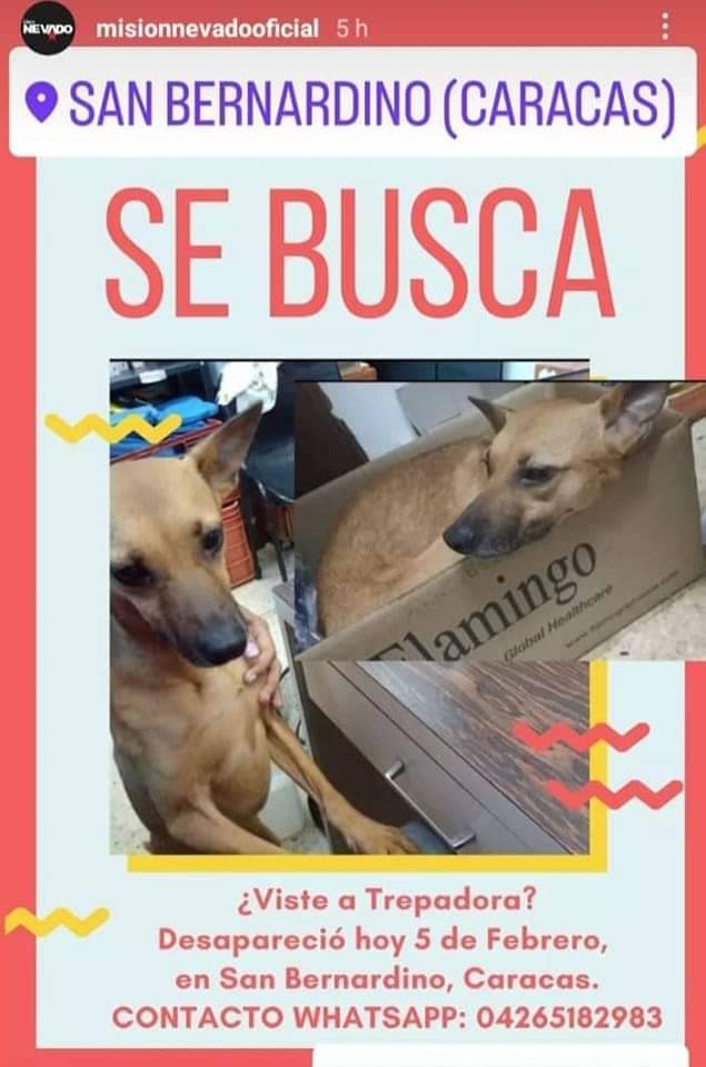 PerroUsuario's tweet photo. Su familia la busca,  San Bernardino Caracas https://t.co/9o6otqnn0y