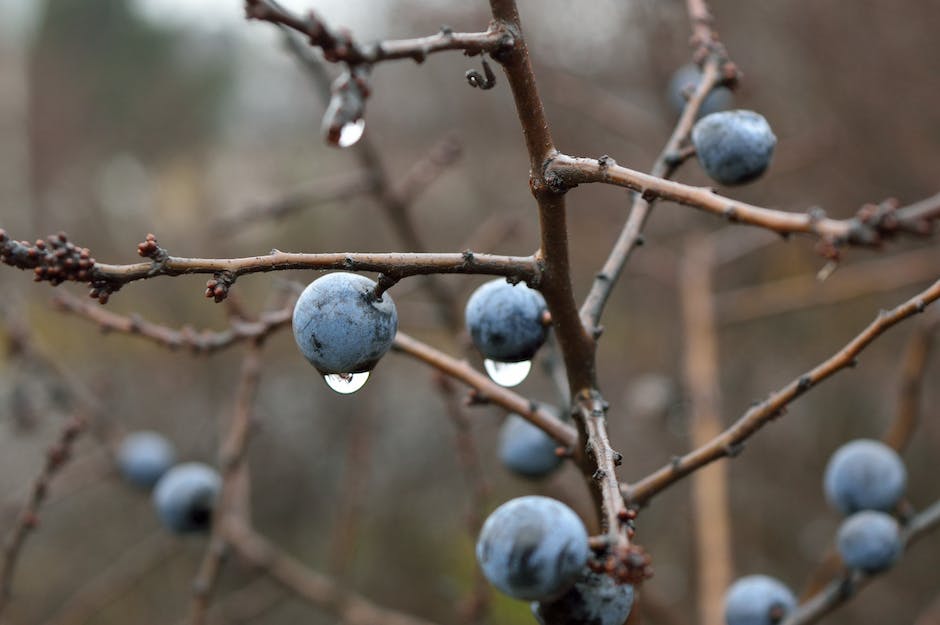 SustainableJC's tweet photo. #TreeTriviaTuesday 🌳  What is the more common name for the sloe tree? 
A. Blackthorn
B. Aspen
C. Cedar

#TreesAreKey #TreeStewardship #TreesMakeMeHappy #TreeLovers #GreenYourFeed #TreesForTheFuture #UrbanForestry #GreenJC #PlantAHappyTree #JerseyCity #NewJersey https://t.co/nVD6DtYWoL