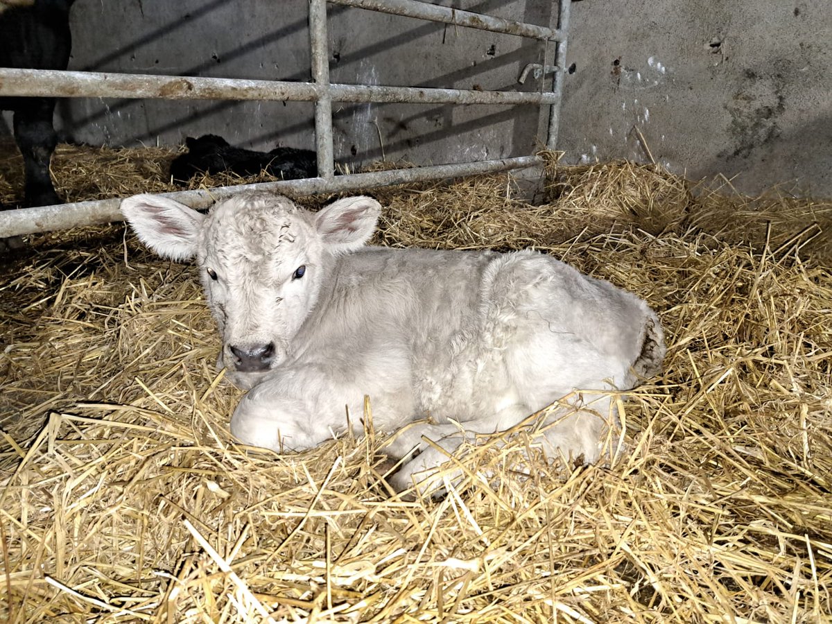 The calving season continues at Newford Farm with 25 calves being born so far and some cows and calves have also gone to grass today 🐮🌱
#NewfordDemo #Newford