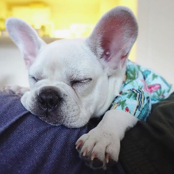 お昼寝中。🐶😴