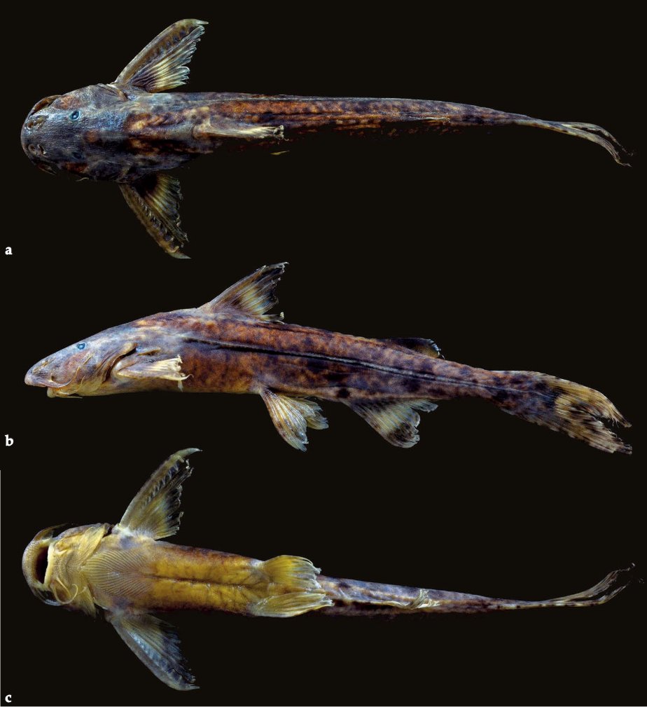 #NewSpeciesAlert - #𝐺𝑙𝑦𝑝𝑡𝑜𝑡ℎ𝑜𝑟𝑎𝑥 𝑤𝑎𝑖𝑘ℎ𝑜𝑚𝑖, a new species of #sisorid #catfish is described from the #Chindwin drainage, northeast #India. #Sisoridae #Catfishes
🔒 bit.ly/3XcRDBJ