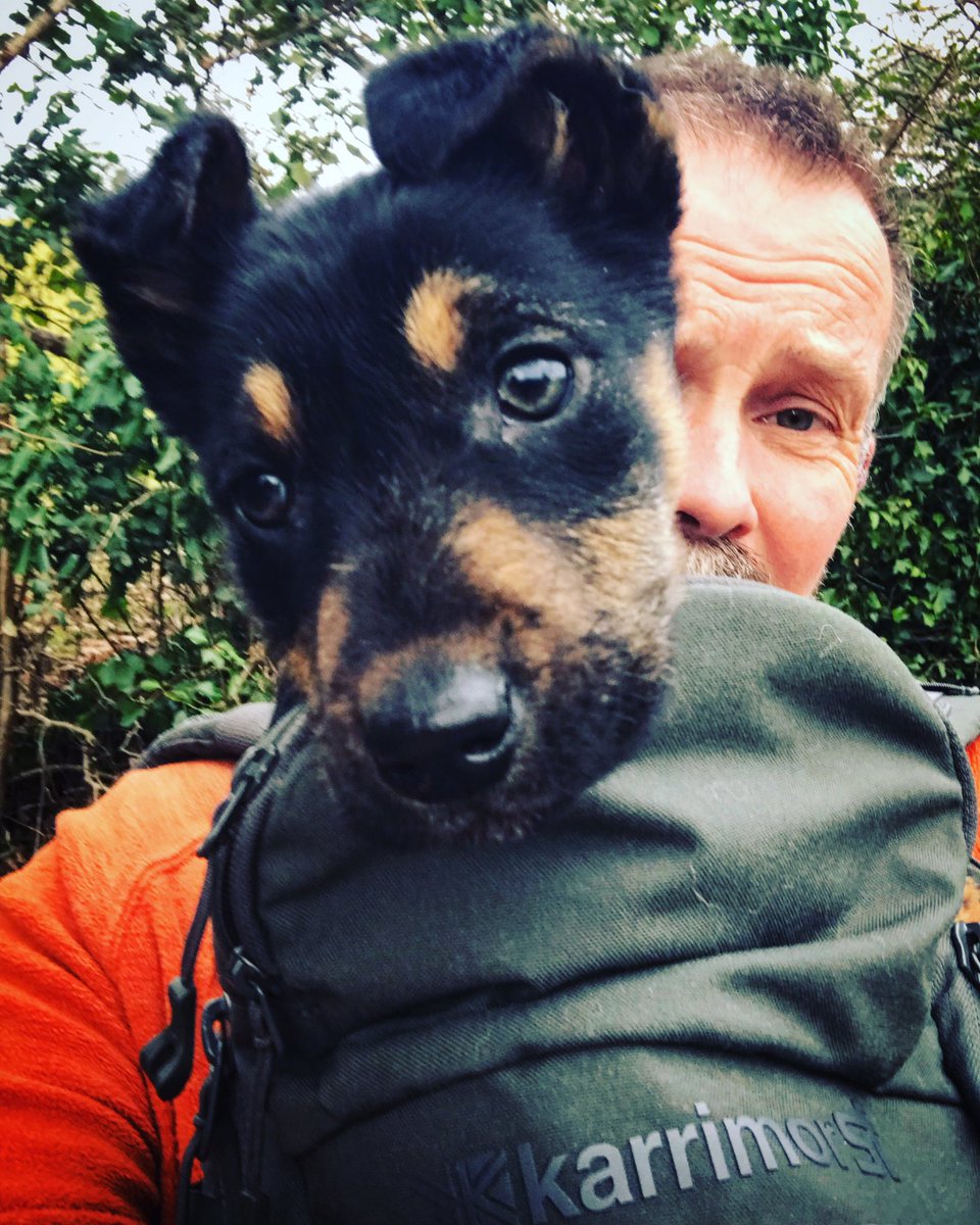 Karrimorsf's tweet photo. Our brand ambassador @ExplorerJust uses his versatile @Karrimorsf Modi 15 for everything from a commuting laptop bag, to camera bag, fishing bag, cabin luggage, lightweight daypack and now even as a tote to carry the latest addition to his family, a Huntaway puppy https://t.co/QmlPqsCXDi