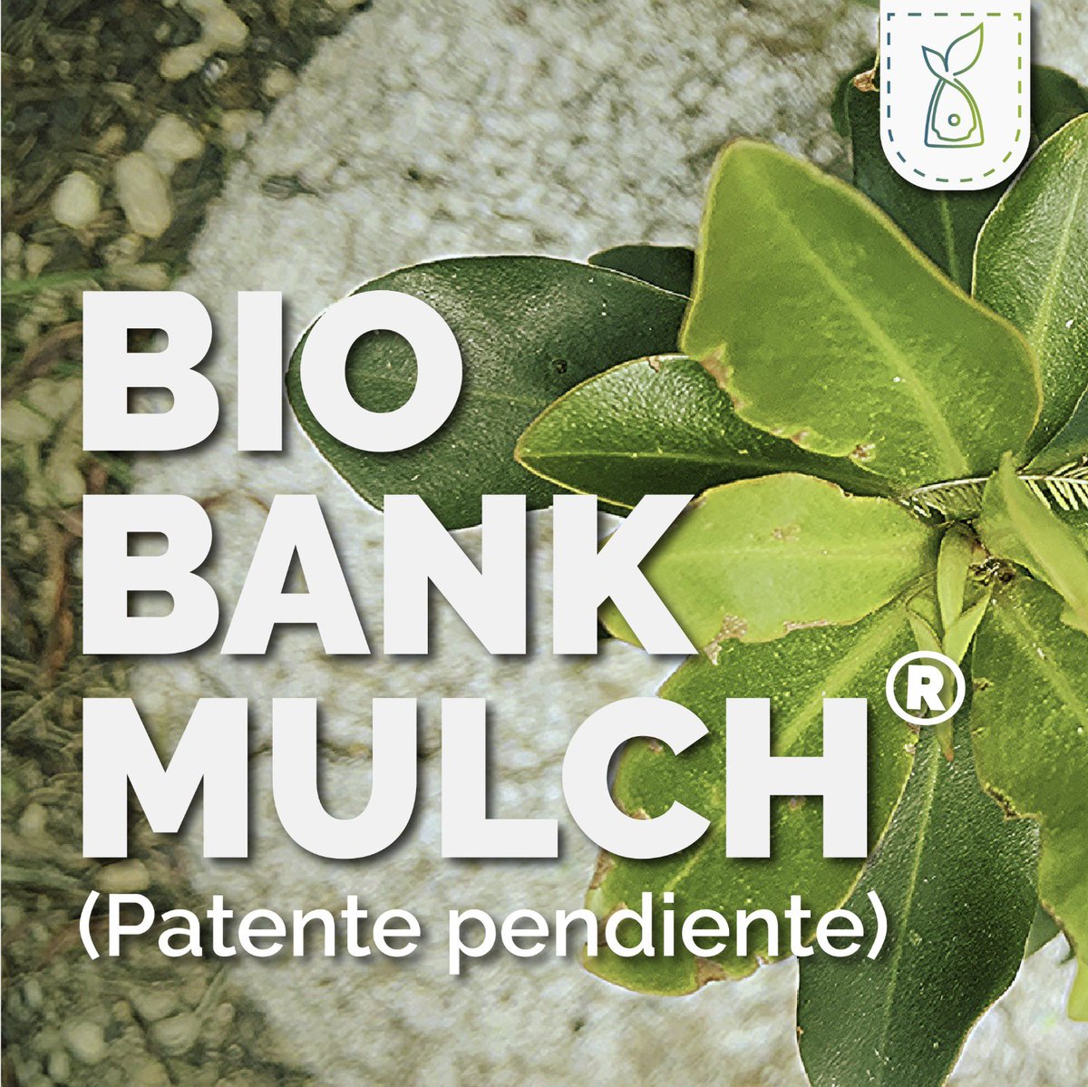 BioBanknote's tweet photo. ¿Sabes para qué sirve BIOBANKMULCH? Fue creado con el fin de ayudar a proteger y ayudar a los árboles recién plantados a crecer y prosperar. 

¡Quédate pendiente de nuestras redes y conoce más!

#economy♻️ #Biobanknote #environmentalsustainability #sustainability https://t.co/QD5JpcF1Ls