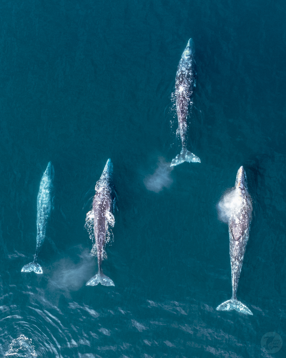 World Cetacean Alliance (@worldcetacean) on Twitter photo Dreaming of a getaway? #DanaPoint #WhaleHeritageSite is one of the best places to visit in March, according to <a href="/CNTraveler/">Condé Nast Traveler</a>! 🧳
Watch the magical gray #whale migration and celebrate <a href="/DPWhaleFest/">Festival Of Whales</a> on March 4-5! 🐋
cntraveler.com/gallery/the-be…
(📷 Matt Stumpf / <a href="/DolphinSafari/">CaptDavesWhaleWatching</a>) Dreaming of a getaway? #DanaPoint #WhaleHeritageSite is one of the best places to visit in March, according to <a href="/CNTraveler/">Condé Nast Traveler</a>! 🧳
Watch the magical gray #whale migration and celebrate <a href="/DPWhaleFest/">Festival Of Whales</a> on March 4-5! 🐋
cntraveler.com/gallery/the-be…
(📷 Matt Stumpf / <a href="/DolphinSafari/">CaptDavesWhaleWatching</a>)