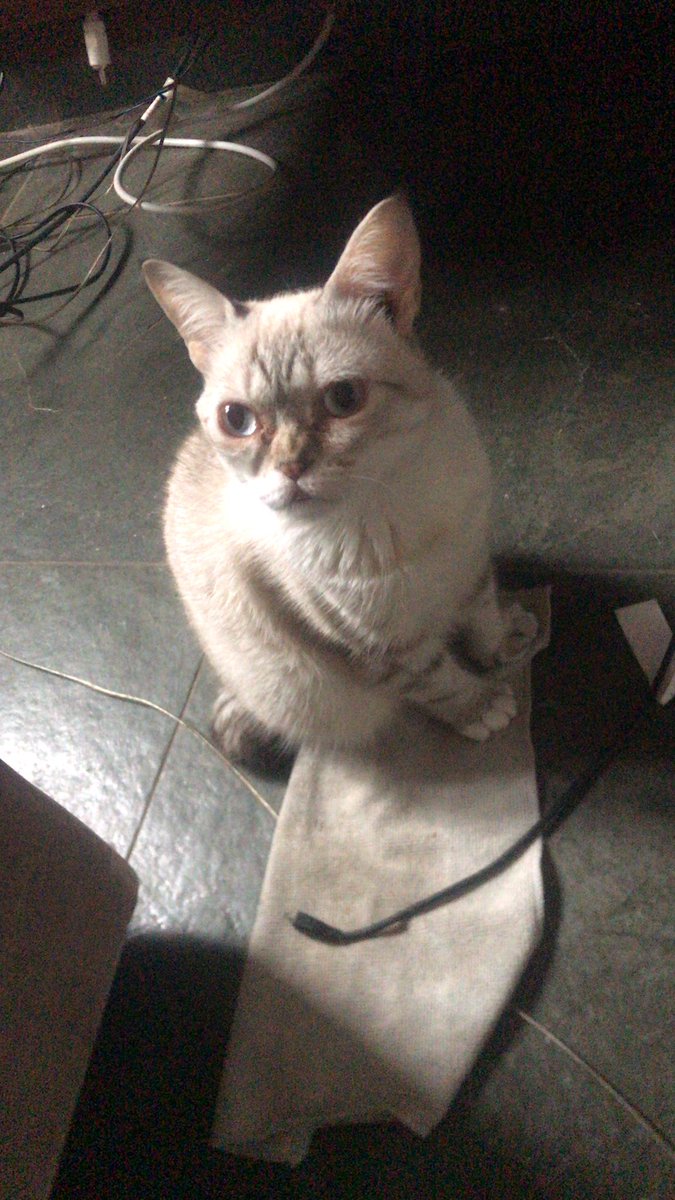 theandrepozzi's tweet photo. @fofiaS2 O arrombado atacou minha gata, olha a cara dela agora https://t.co/dtaguRLvAM