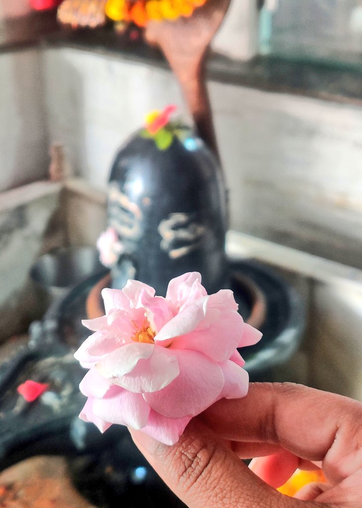 MansiGuptamd's tweet photo. Om namah shivay 🔱💗 #merebaba #RoseDay #shivji https://t.co/lVxxKAUiFg