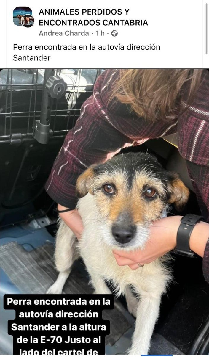 Stella_1990's tweet photo. Perrita encontrada en la autovia, no tene chip. #Perros #Cantabria #PerroPerdido #Santander #Animales #PERDIDO #Dueños https://t.co/Gcx0ZPTUGB