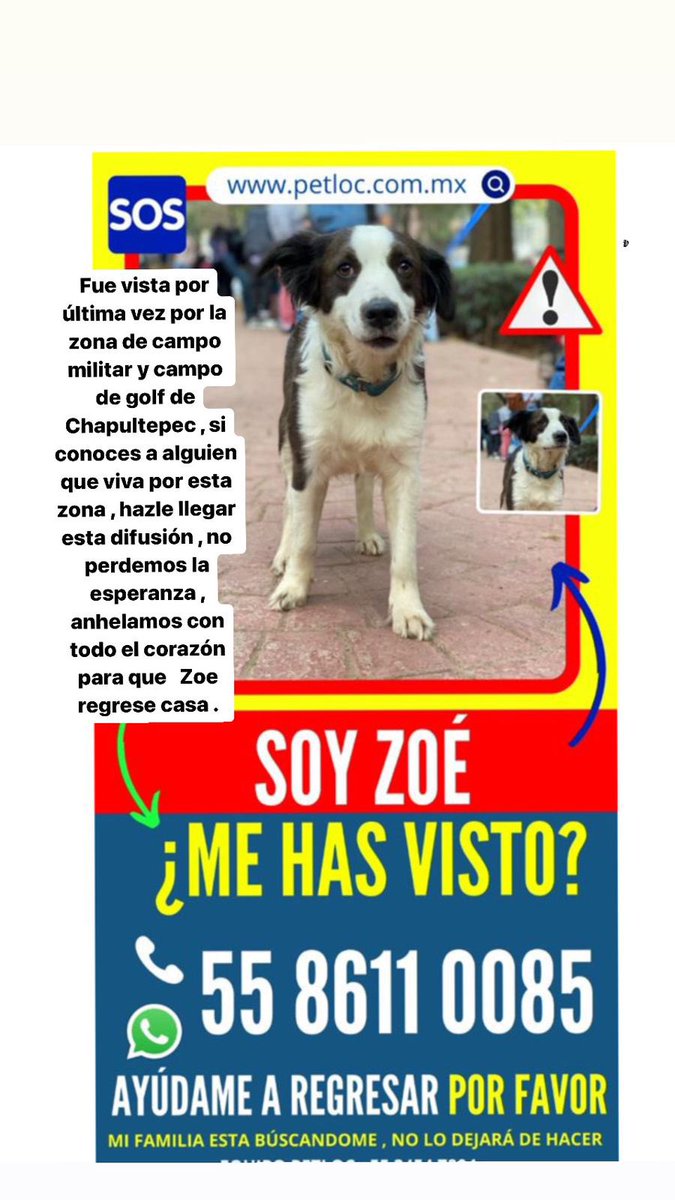 Quizas Zoe escapo del club de golf. Perrita perdida. Naucalpan. Nos ayudan a seguir difundiendo? 🥺