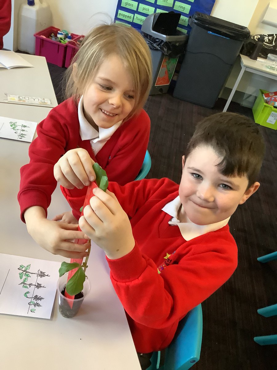 westheathprim's tweet photo. #WHPSClass3 Class 3 have spent the last few weeks growing beanstalks. We planted them from beans 4 weeks ago and have looked after them well - as you can see! We have been investigating them each week to see how well they have been growing 😁 #WHPSScience https://t.co/9SV0sVlmpX