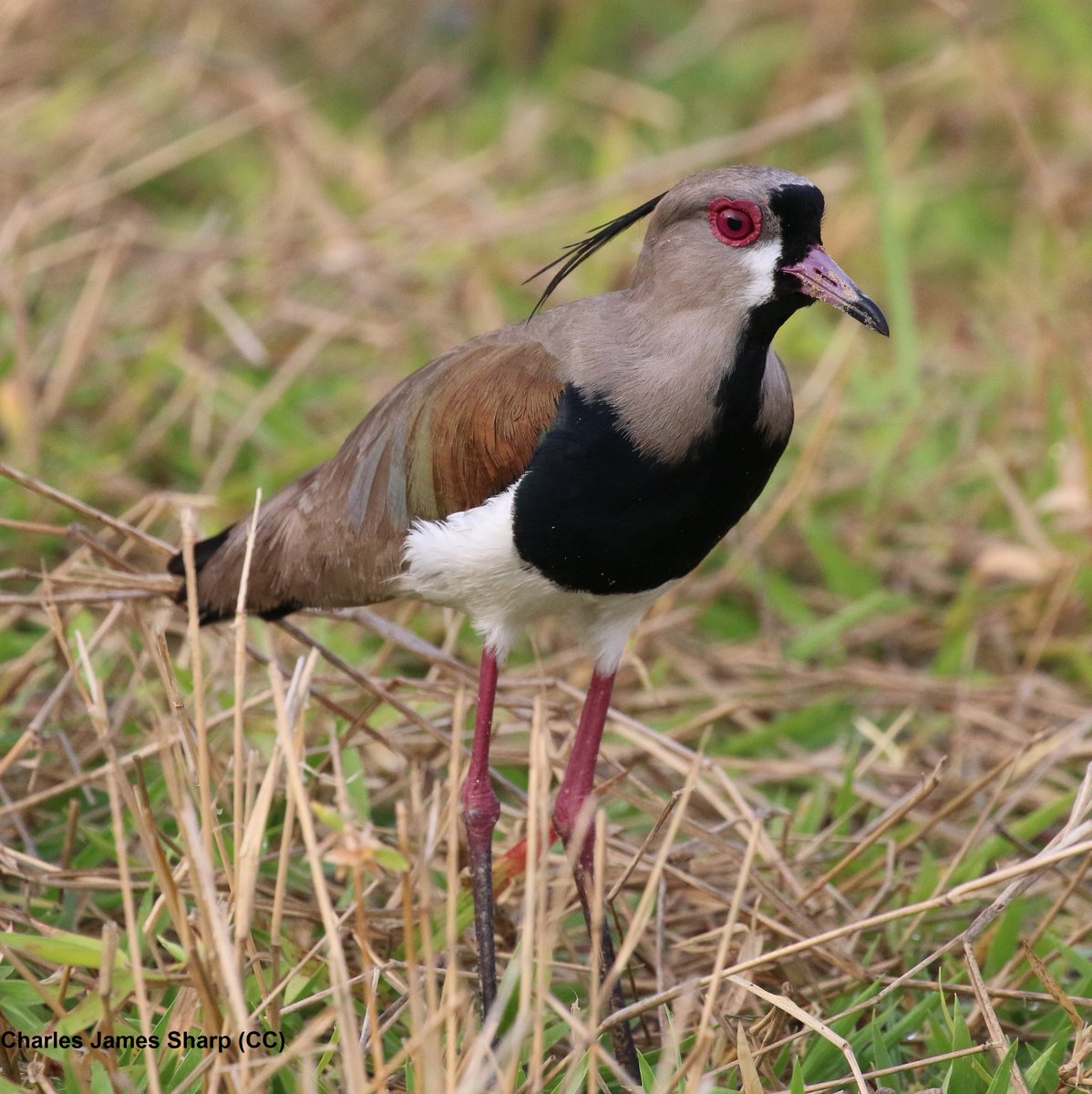 EMUJournal's tweet image. Nest predation in Patagonian wetlands: predator assemblage and microhabitat characteristics

tandfonline.com/doi/abs/10.108…

#ornithology