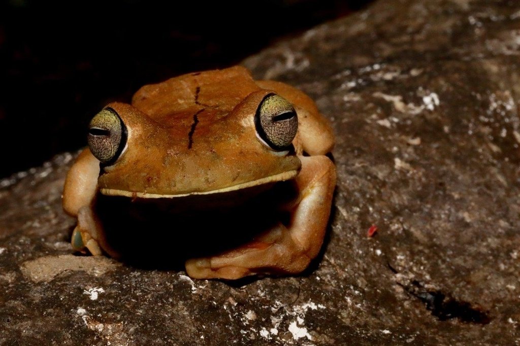 🐸 Frogs Daily 🐸 (and other amphibians) tweet media