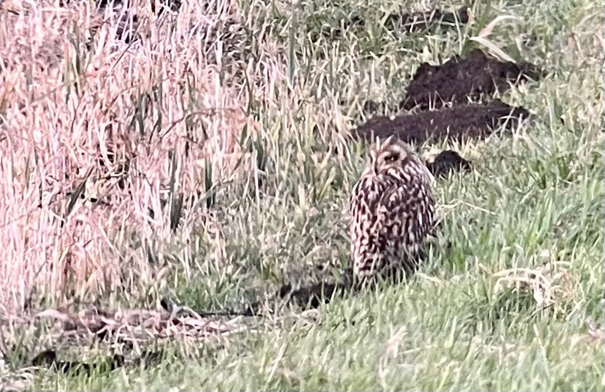 DanielCMartin1's tweet photo. Called at @Natures_Voice #Eldernell on way back from Norfolk to watch a male Hen Harrier, Kites, M Harriers, a few Cranes, 4 Owl species, Whoopers, 2 Bewicks. 3 SEO, 4 BO &amp; the most photographed Tawny were great. LEO well hidden (no pics) Pics on iPhone thro scope @SwarovskiOptik https://t.co/2XfEIwZtBq