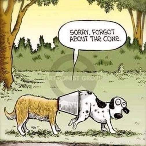 wagging_dog's tweet photo. 😜 🐶 #mondaydoghumor #spayandnuetersaveslives #fosteringsaveslives #adoptdontshop https://t.co/R0cVPfeJnN