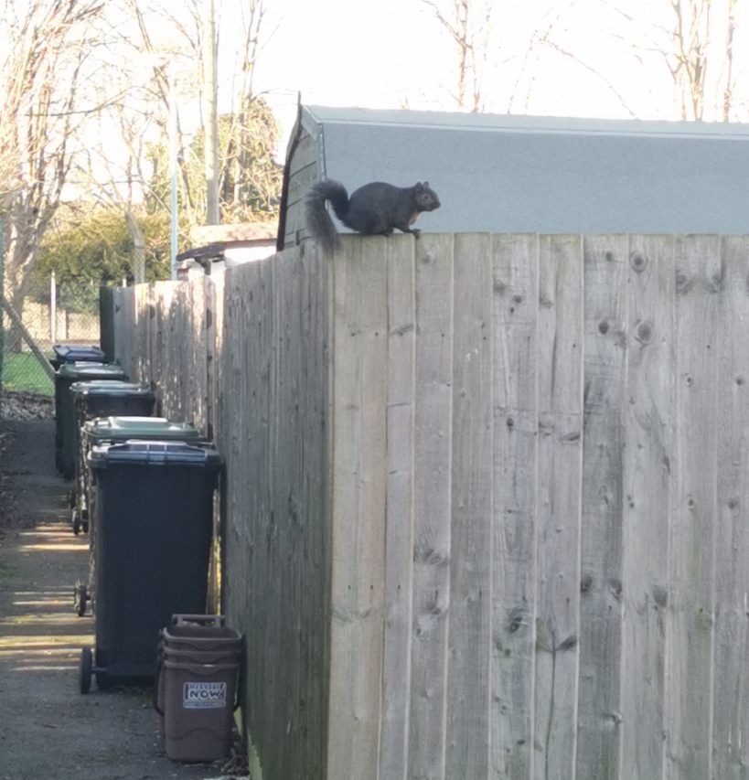 JGPest's tweet photo. A rare black squirrel spotted by Ryan yesterday afternoon... 🐿️🐿️🐿️
#bigboy #pestcontrol #pestlife #pestmanagement https://t.co/hz6o5n2IeB