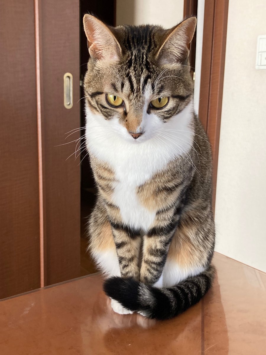 ねこまる (@nekomaru_wide) / Posts / X