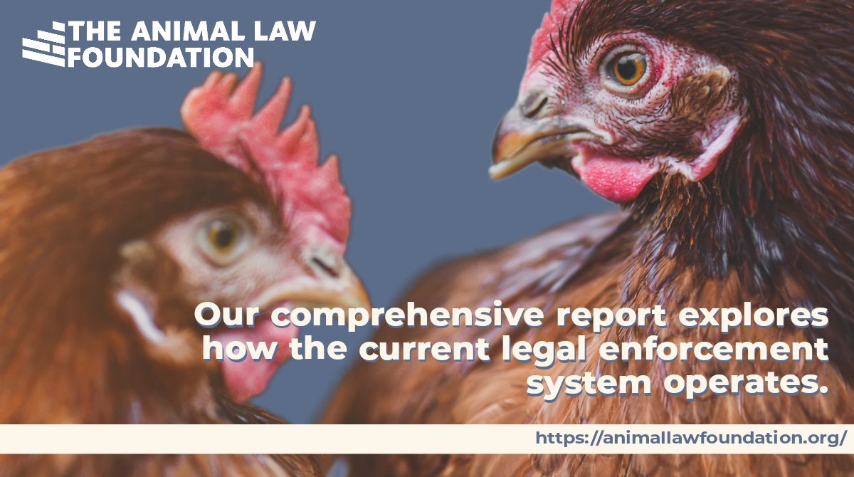 In this first-of-its-kind joint report with <a href="/animal_equality/">Animal Equality UK</a>, we provide a comprehensive analysis into what has been labelled: ‘The Enforcement Problem’.

You can read the report here: animallawfoundation.org/reports