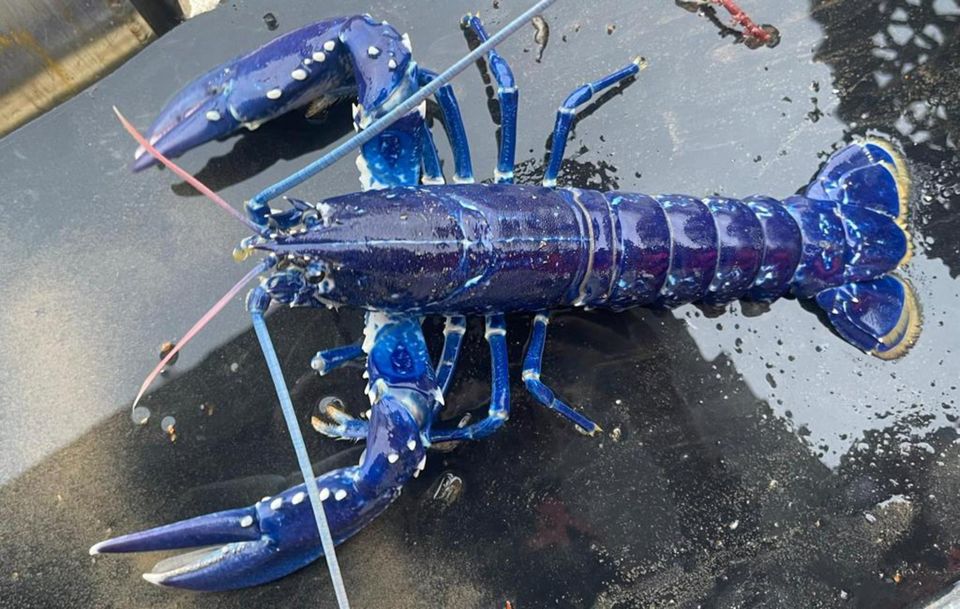 A fisherman has described landing a rare blue lobster in Belfast Lough as the catch of a lifetime. 🦞💙

Marine biologists have estimated the odds of catching a blue lobster at around two million to one. bit.ly/3leJzmK