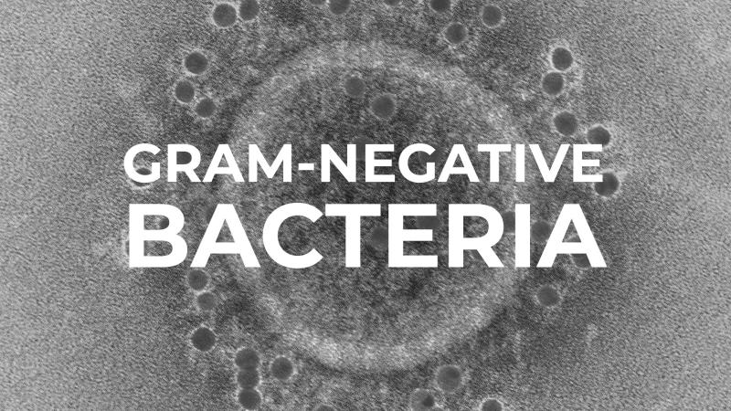 𝗨𝗻𝗱𝗲𝗿 𝘁𝗵𝗲 𝗠𝗶𝗰𝗿𝗼𝘀𝗰𝗼𝗽𝗲: 𝗔𝗠𝗥 𝗮𝗻𝗱 𝗚𝗿𝗮𝗺-𝗡𝗲𝗴𝗮𝘁𝗶𝘃𝗲 𝗕𝗮𝗰𝘁𝗲𝗿𝗶𝗮

Read the full article here: lnkd.in/eN9UCwyV

#IPC23 #antimicrobialresistance #amr #antibiotics #antibioticresistance #bacterialinfections #mrsa