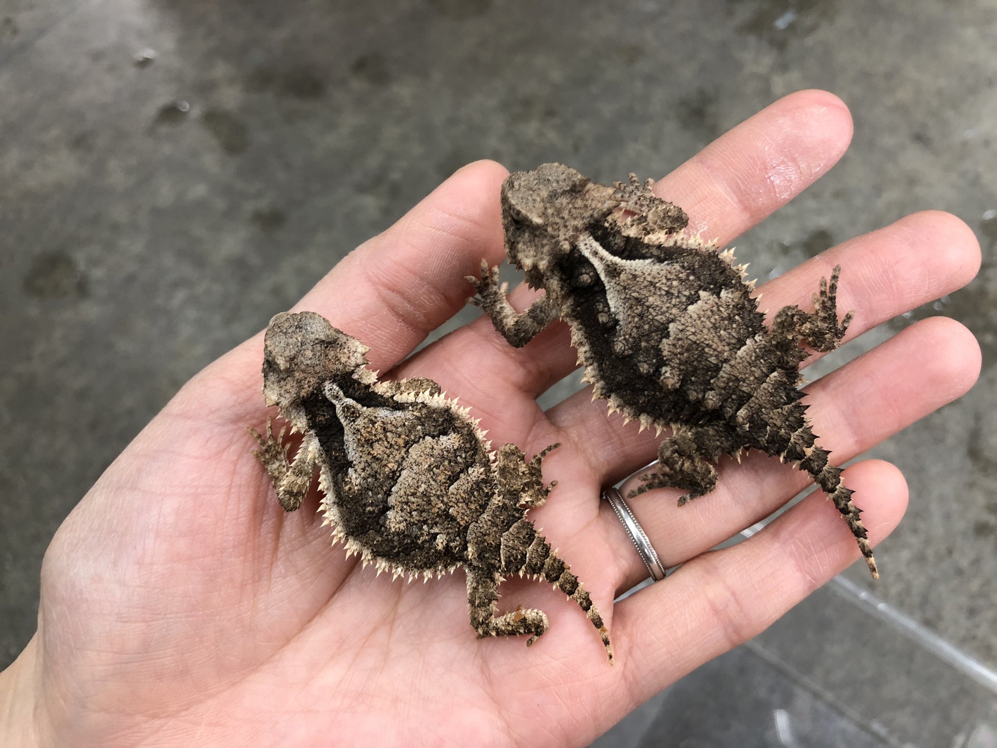 コリーマオオツノトカゲ登場！マダガスカル便も少々！！＠みなと