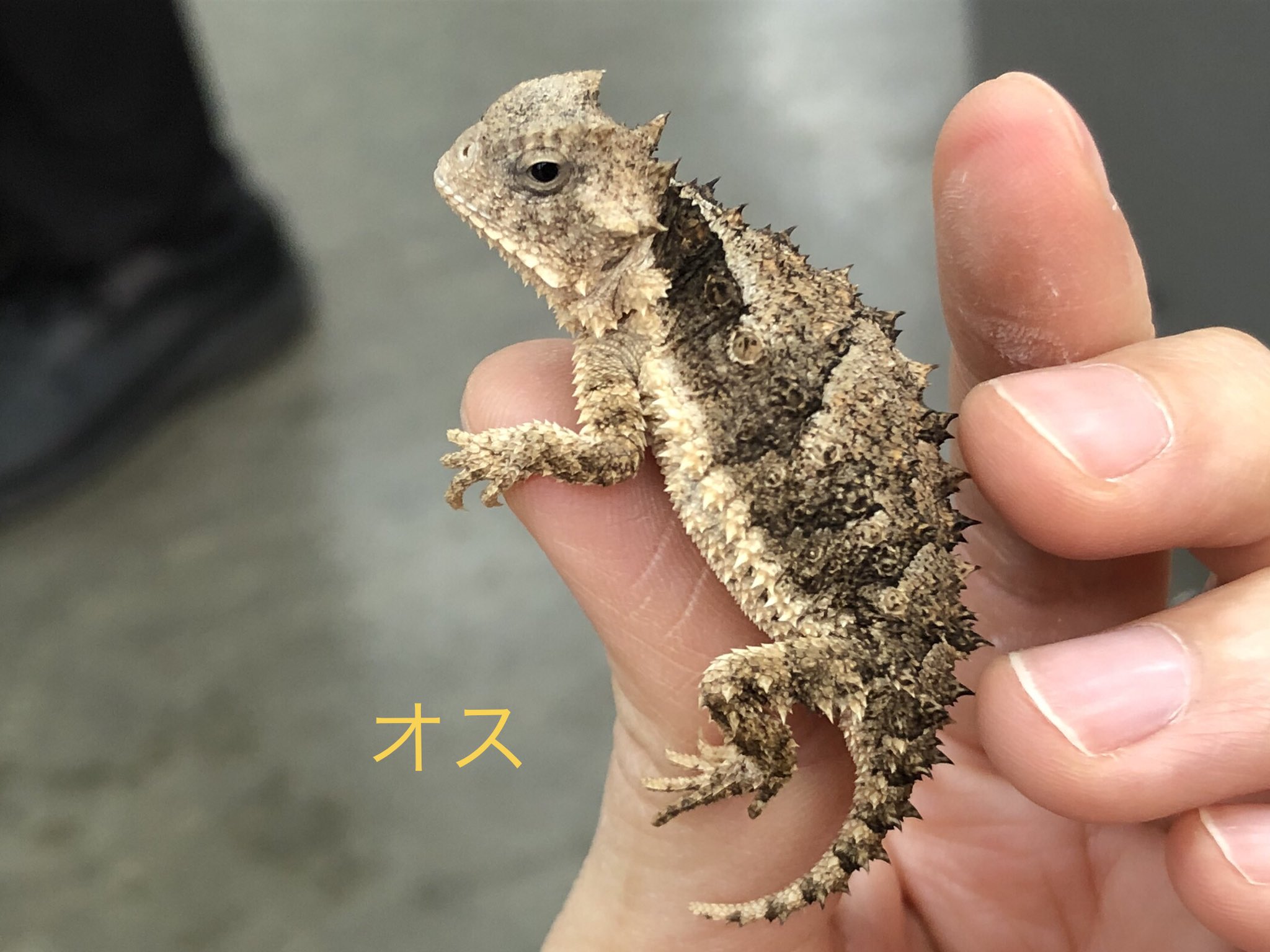 ☆即納☆高品質！ｼﾞｬｲﾝﾄﾎｰﾝﾄﾞﾘｻﾞｰﾄﾞ（ｺﾘｰﾏｵｵﾂﾉﾄｶｹﾞ） 頭骨