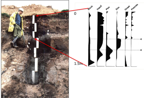 IrelandsEnviro's tweet photo. 4/ Sub-fossils inc pollen, beetles, plant macro remains preserved in #peatlands, slow accumlation of #peat in layers ideal for records of #palaeoenvironments - but deposits need to be sampled, sub-fossils extracted/identified+dated! Changes in pollen=shifts in past vegetation https://t.co/8G84rdbUOe