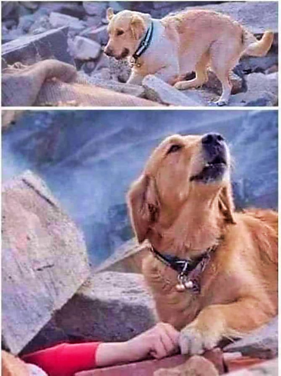 SosAbuelos1's tweet photo. TURQUÍA y SIRIA en nuestro 💖
#TerremotoTurquiaSiria  
#ElPerroElMejorAmigoDelHombre

•UNA IMAGEN QUE ESTA DANDO LA VUELTA AL MUNDO•

Este perro busca entre los escombros, a su familia sepultada por el terremoto que ha asolado Turquía.

Finalmente los encuentra y pide #ayuda.. https://t.co/YAN7DKCk6X