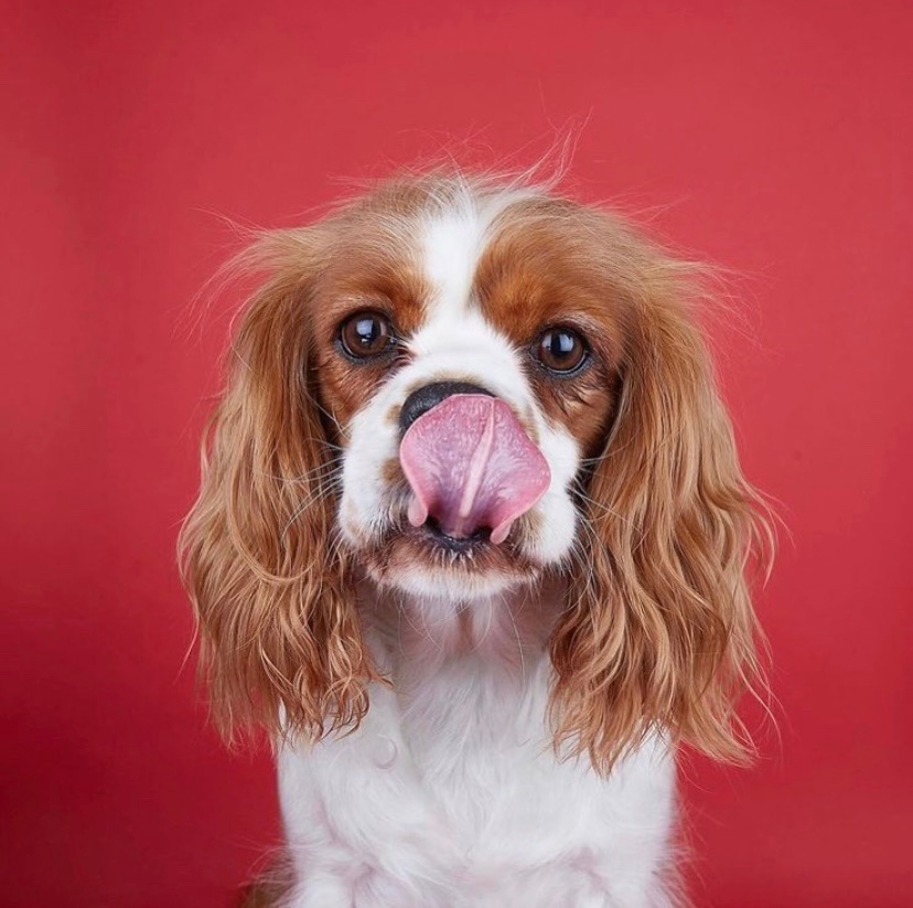 TheBarkyBox's tweet photo. Happy #toungeouttuesday everypawdy! ❤️
#toungeouttuesday #TheBarkyBox #tot #happinessinabox #happytuesday #everypawdy #dogsofinstagram #doglover #woof  #pawlovers #pawrents #pawlife #pawbox #loveinabox #furryfriends #furries #furrybabies #dogbox #love
📸 @pawdelish https://t.co/BzIsNxf376