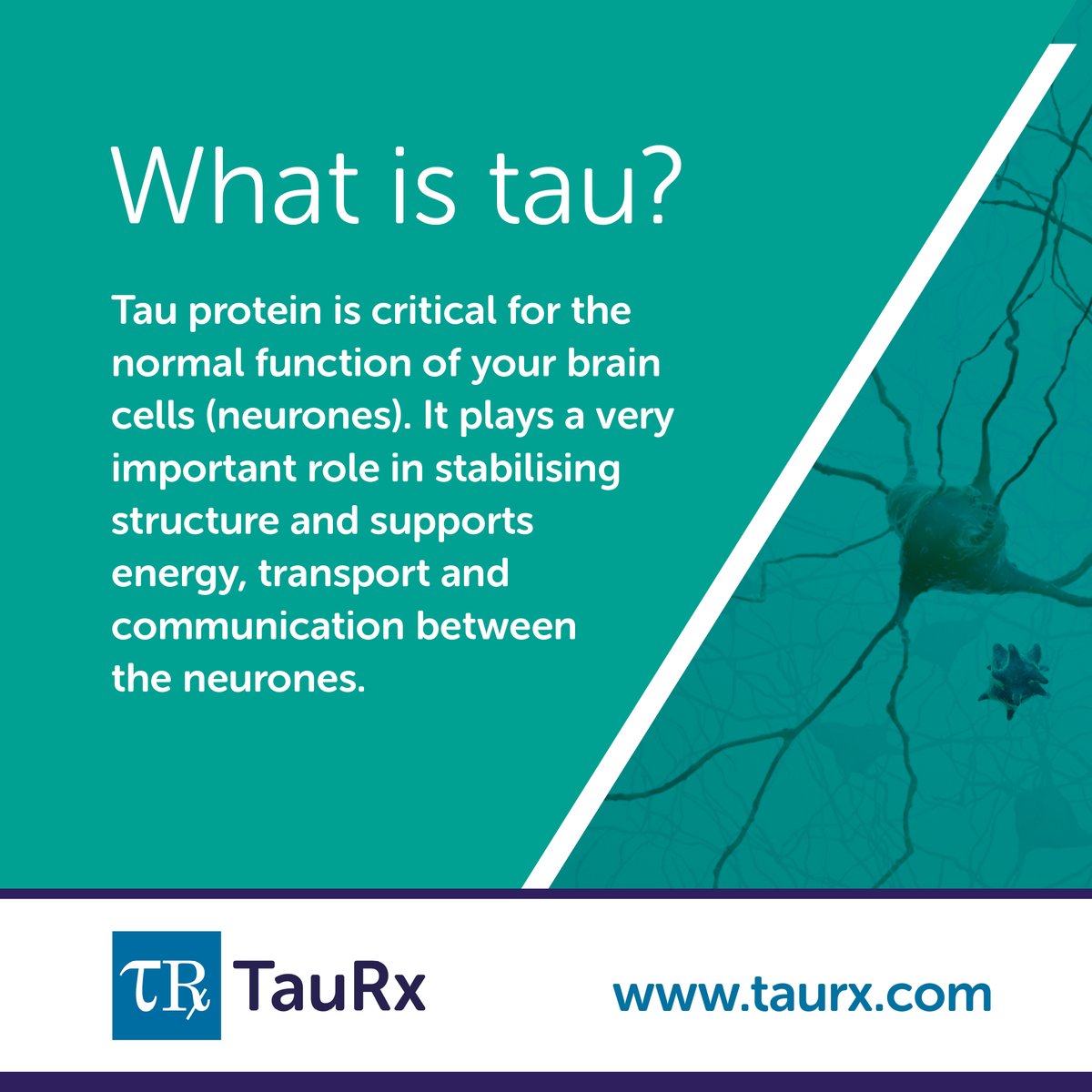 TauRx's tweet photo. Do you have a question about tau and how it relates to Alzheimer’s Disease?
Check out the answers to our FAQs below ⬇️
https://t.co/M4QGgg9DwJ
#dementia #Alzheimers #targetingtau #timefortauisnow https://t.co/BfBKvUGLvz