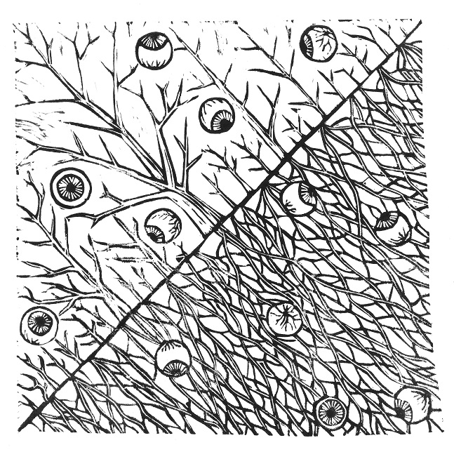 Jitka_Klimesova's tweet photo. I am always surprised that some ecologists do not know how their plants look like. Very often in graphical abstracts, conceptual figures in papers or in their presentations on conferences ecologists are showing figures that are not serving their purpose or are misleading. 1/8 https://t.co/f7d1efeZQg