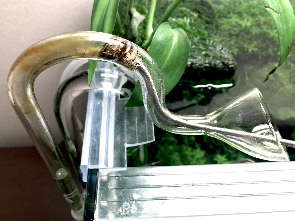 pal_aquarium's tweet photo. 417日目
先週来られなかった友人が明日来る
リリィP-1、正面と右ガラス掃除

部分的に追肥したけど液肥はやめていたので液肥頼りだった所はさらに傷んだ
追肥の恩恵を受けられた所はわかりやすく回復中
ほぼ茎だけになったこのニューラージからも大きめの葉が出てきた

液肥量を探り中
今日は2プッシュ https://t.co/RKViMJ8iLv