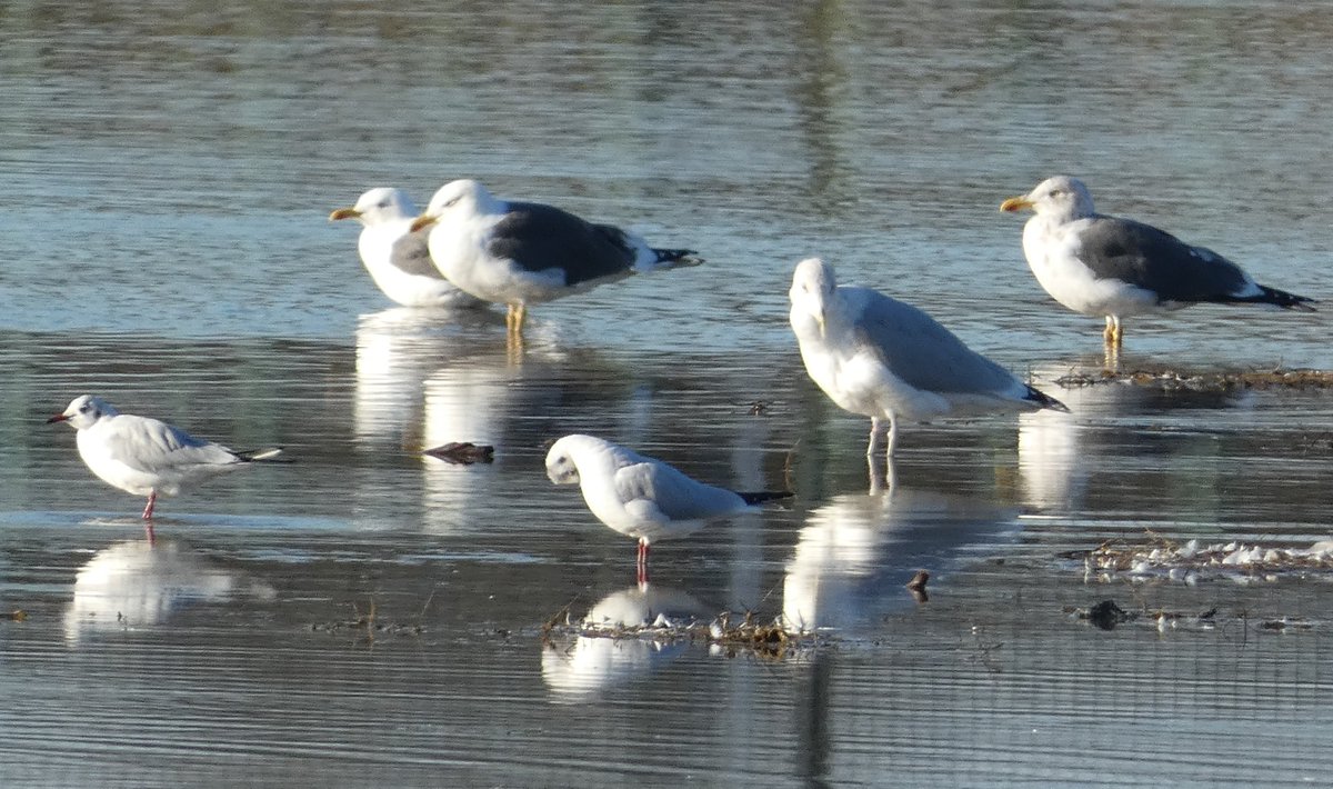 Thank you to 
<a href="/countryparks/">Warwickshire Country Parks</a>
 and <a href="/StevenW33436788/">Steven Wright💙</a> for sharing your amazing images of the beautiful winter wildlife and sunrises/sunsets across the county. We want everyone to share your own winter images throughout February, just add the hashtag #MyWarwickshireView Get sharing!
