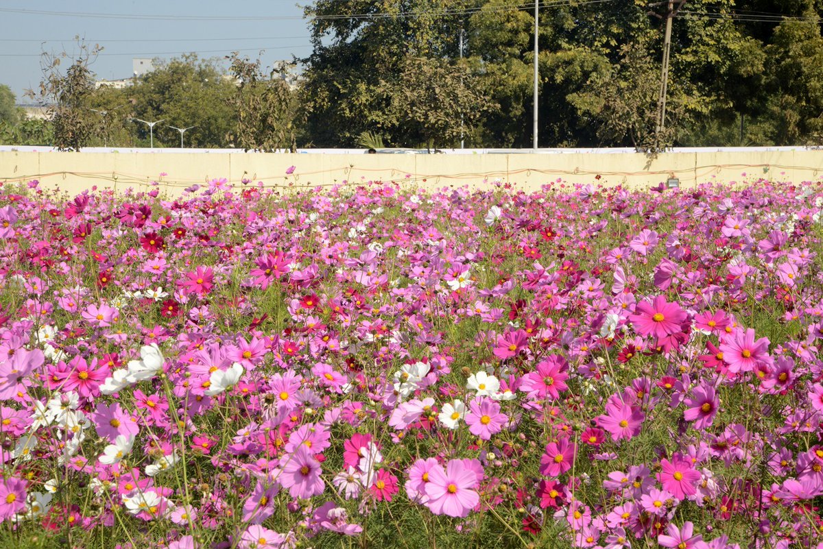 InfoGujarat's tweet photo. અમદાવાદને મળી ફ્લાવર વેલીની ભેટ..
અમદાવાદ મ્યુનિસિપલ કોર્પોરેશન દ્વારા નિકોલ ખાતે ૨૦ હજાર ચો.મી. કરતા વધુ વિસ્તારમાં ડેવલપ કરવામાં આવેલ ફ્લાવર વેલીનો શુભારંભ.
#flowervalley #ahmedabad #gujarat #Flowers #AMC https://t.co/Uan7rT1oVj