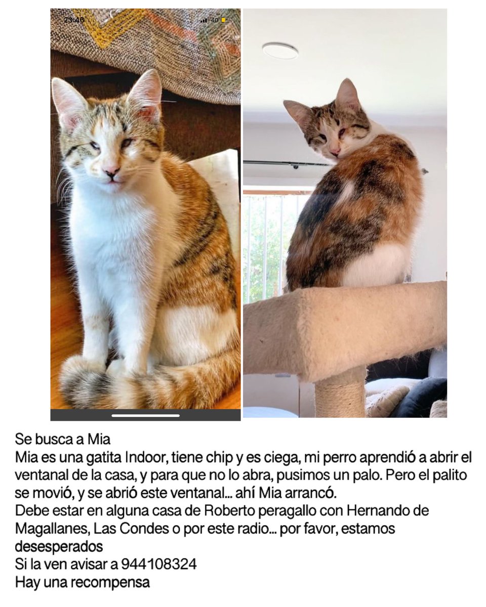 Por favor ayudennos!
Es una gatita ciega!
Pensamos que alguien quiso ayudarla y se la llevó
<a href="/jananeme/">Jose Antonio Nemen</a> 
<a href="/TonkaTP/">Tonka Tomicic</a> 
<a href="/SOS_Animales/">SOS Animales</a> 
<a href="/infoanimalchile/">Info Animal Chile 🇨🇱</a>