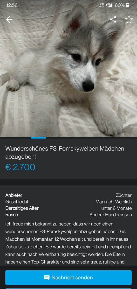 Qtiefy's tweet photo. Ich bin mal wieder so kurz davor mir einfach nen Doggo zu holen.. 🥲

she's puwwfect 🥺 https://t.co/NEPBzQZ37R