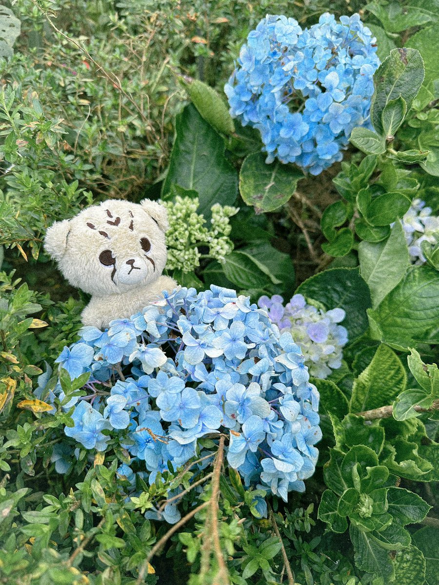 instacheetah's tweet photo. hi ! I’m gi and i’m new to #archivetwt ✨

little facts:
◦+63
◦nct, red velvet, shinee stan
◦trying to romanticize daily life 

let’s be moots 🌼 
would appreciate likes and rts 🥹💐 https://t.co/NY1myPnk6W