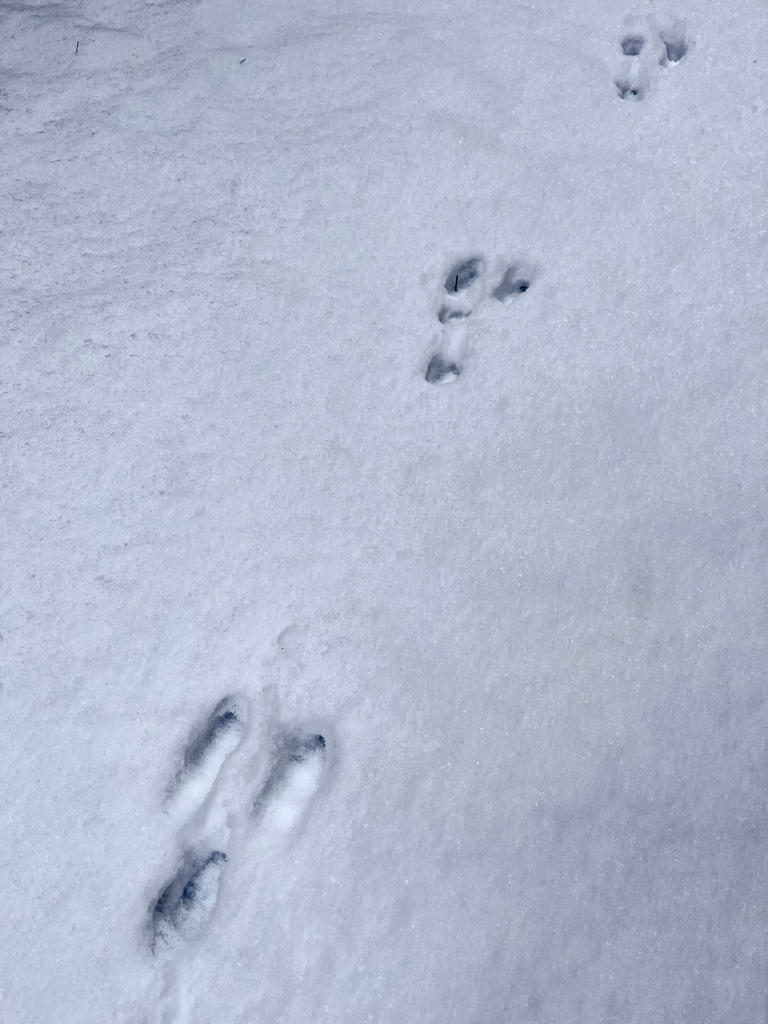 ptbogreenup's tweet photo. #NameThatTrack! 🐾
Do you know what animal left behind those snow tracks? Comment below! ⬇️
📸 Spotted by Jessica Todd, #GreenUP Communications Assistant & Resource Centre Associate. https://t.co/q7LnPSsDCz