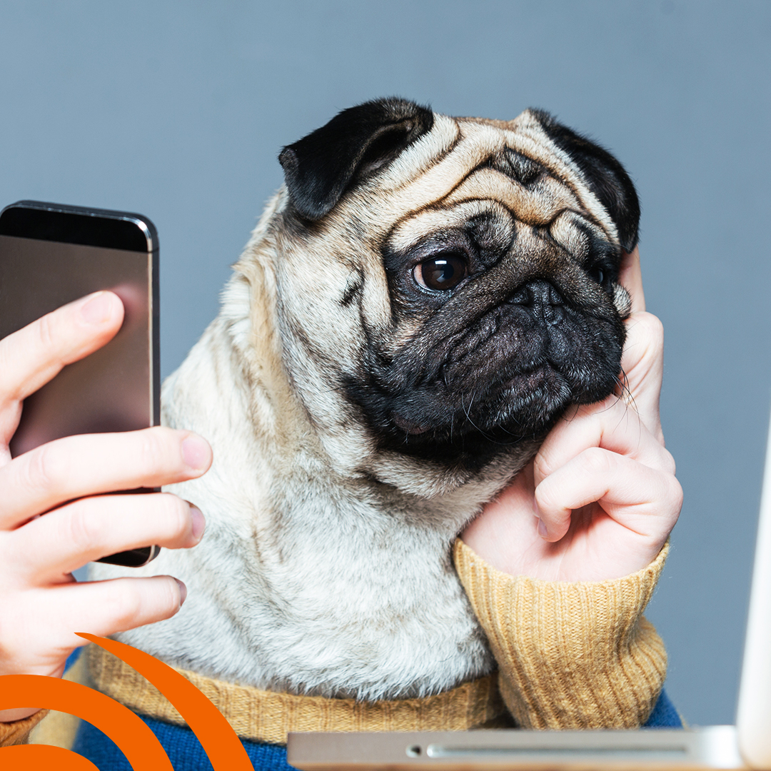 CBDomestics's tweet photo. As part of our service, our experienced team are more than happy to give you free advice over the phone before you book a visit!  

Give us a call today – 01722 448208 📞 https://t.co/XClVyksImq