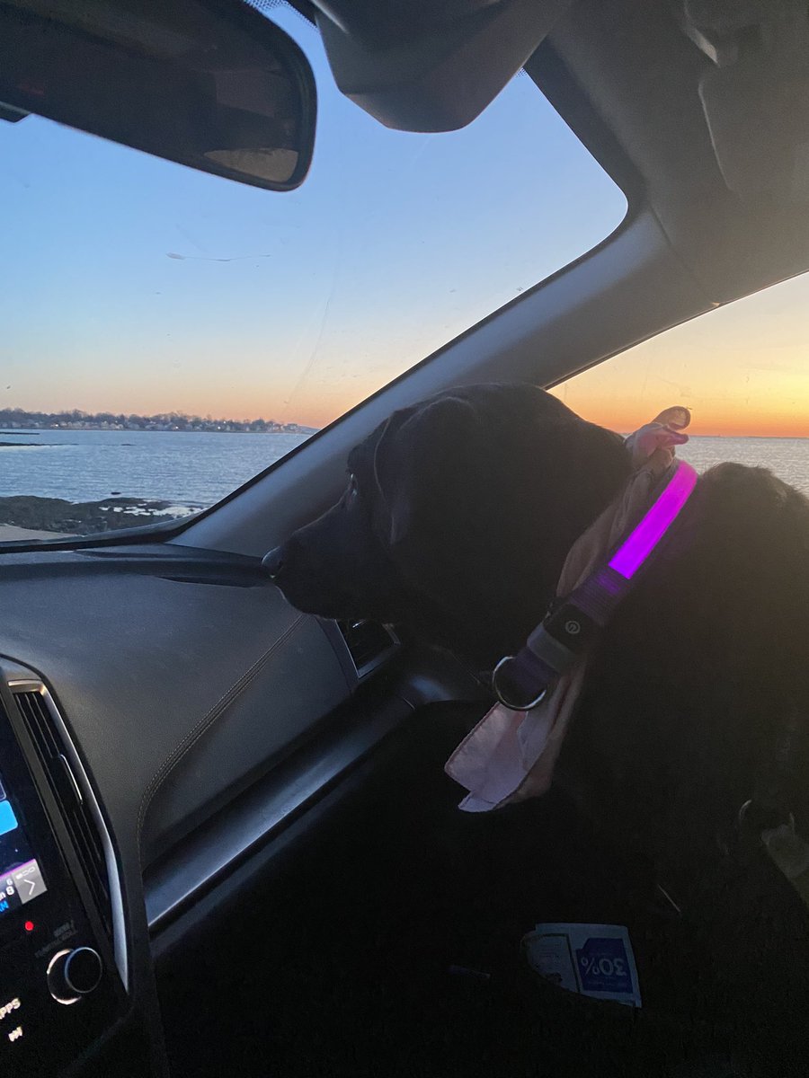 Walks with Buddy tweet media